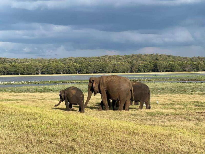 Minneriya: Minneriya National Park Private Jeep Safari - Practical Tips for Your Safari