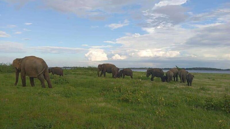 Minneriya: Minneriya National Park Private Jeep Safari - Who Will Love This Experience?