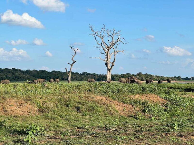 Minneriya: Minneriya National Park Private Jeep Safari - Final Thoughts