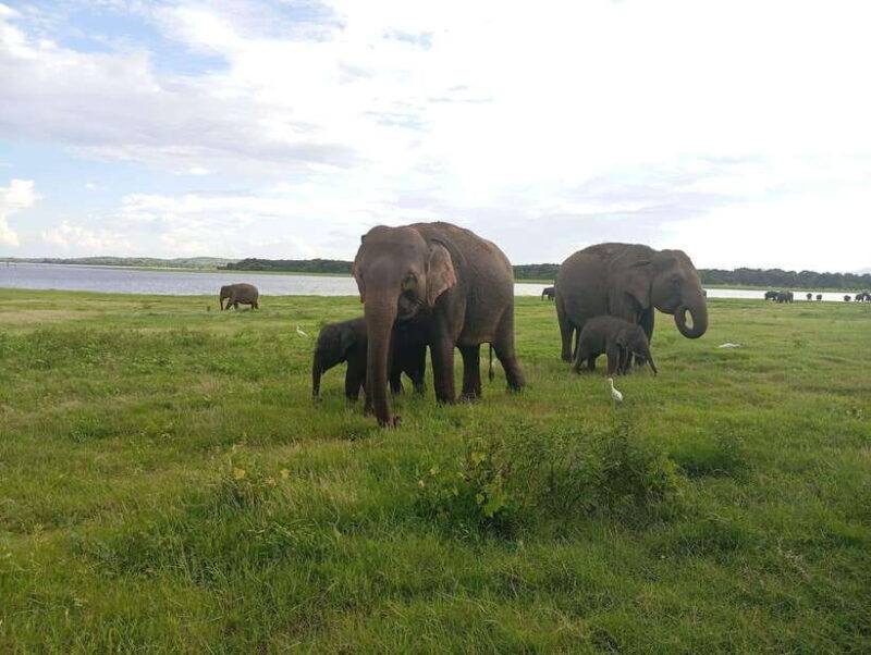 Minneriya: Minneriya National Park Private Jeep Safari - FAQ