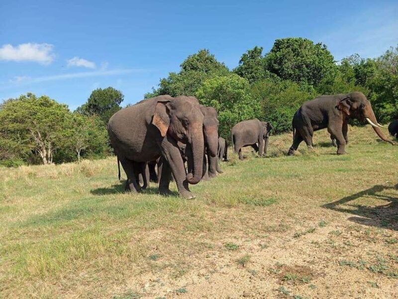 Minneriya: Morning Jeep Safari with Hotel Pickup and Drop-of - Key Points