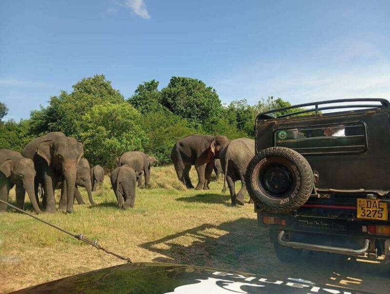 Minneriya: Morning Jeep Safari with Hotel Pickup and Drop-of - Why Choose a Morning Safari in Minneriya?