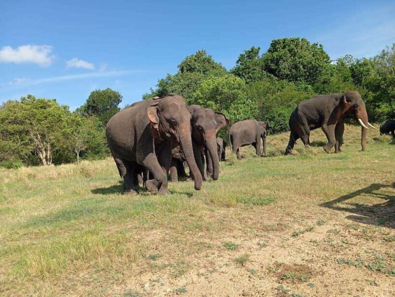 Minneriya: Morning Jeep Safari with Hotel Pickup and Drop-of - What to Expect: Practical Tips