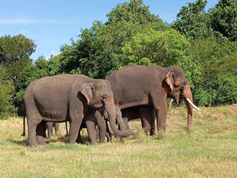 Minneriya: Morning Jeep Safari with Hotel Pickup and Drop-of - Authentic Wildlife Encounters Versus Commercial Tours