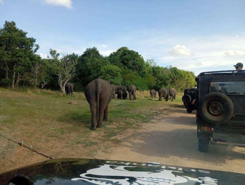 Minneriya: Morning Jeep Safari with Hotel Pickup and Drop-of - The Sum Up: Is it Worth It?