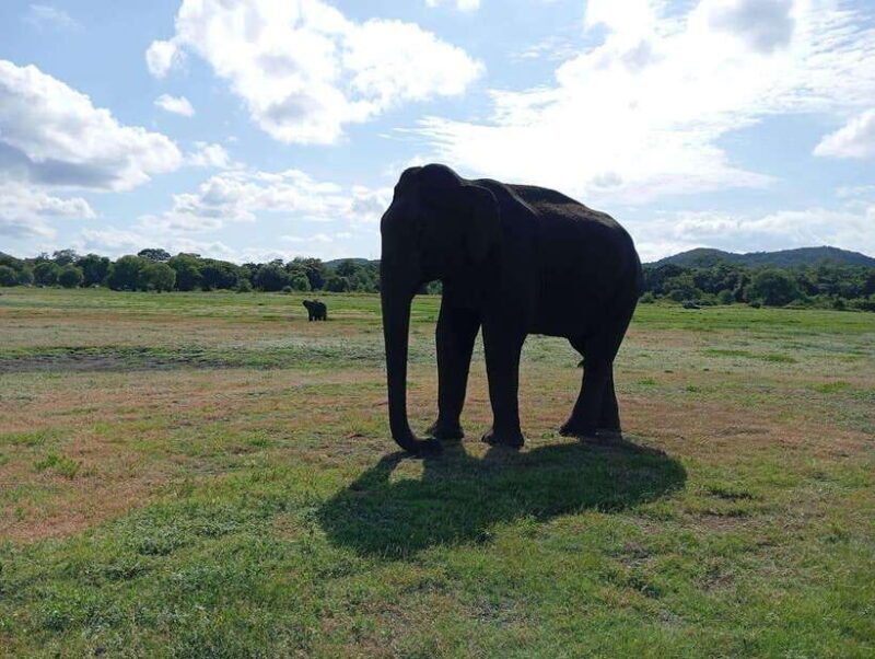 Minneriya: Morning Jeep Safari with Hotel Pickup and Drop-of - FAQs