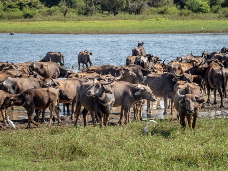 Minneriya National Park Day Safari From Minneriya - Good To Know