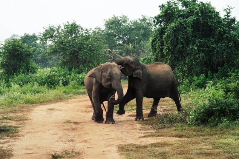 Minneriya National Park Day Safari From Minneriya - Restrictions