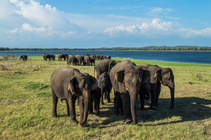 Minneriya National Park Day Safari From Minneriya - Cancellation Policy