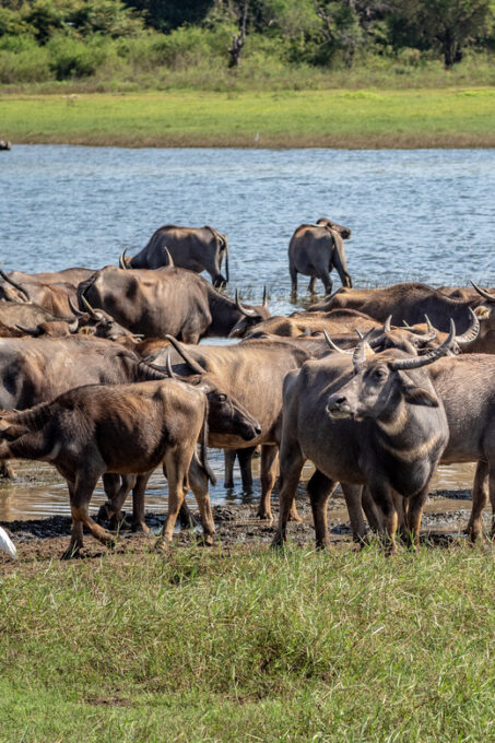Minneriya National Park Day Safari From Minneriya - Contact Information