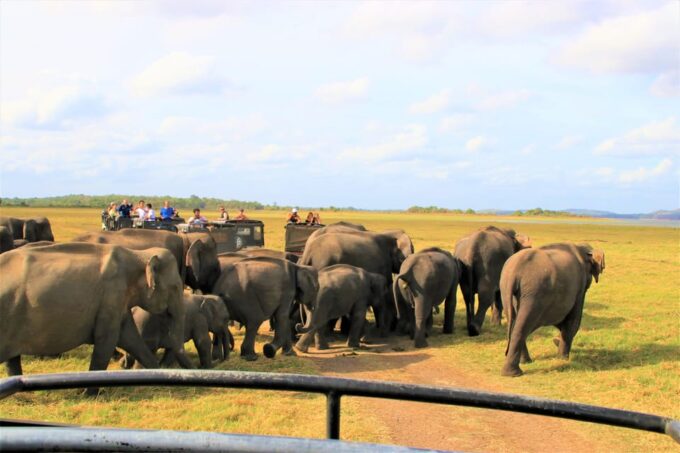 Minneriya National Park Day Safari From Minneriya - Frequently Asked Questions