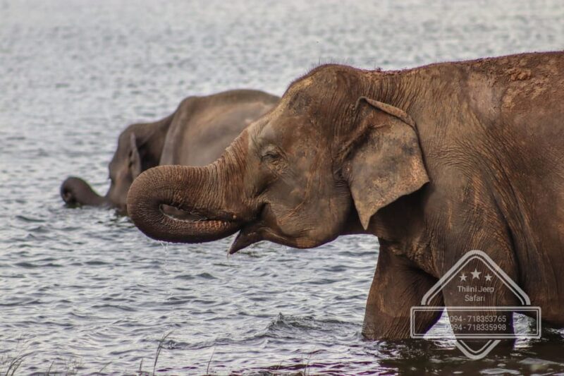 Minneriya National Park Elephant Safari by 4×4 Jeep - Good To Know