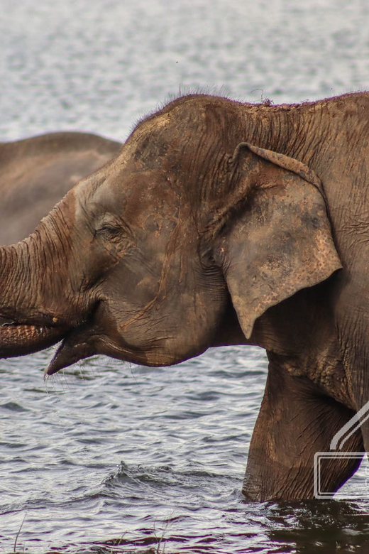 Minneriya National Park Elephant Safari by 4×4 Jeep - Booking Details
