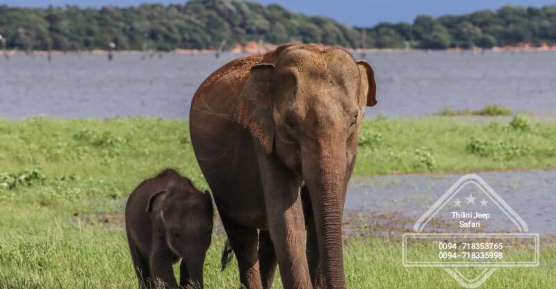 Minneriya National Park Elephant Safari by 4×4 Jeep - Safari Highlights