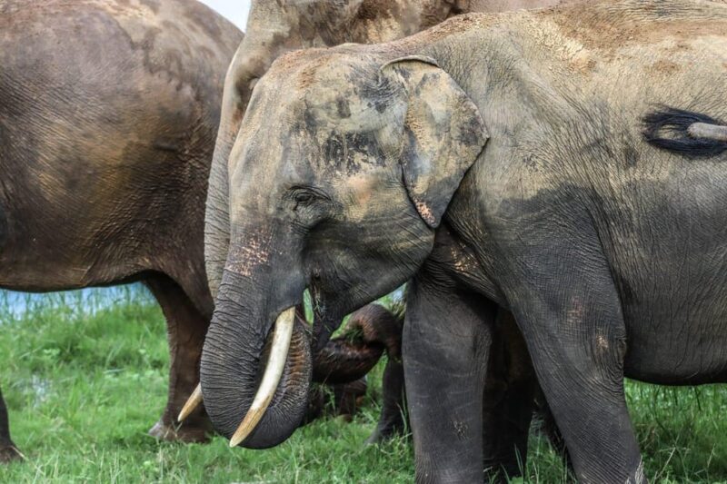 Minneriya National Park Elephant Safari by 4×4 Jeep - Customer Testimonials