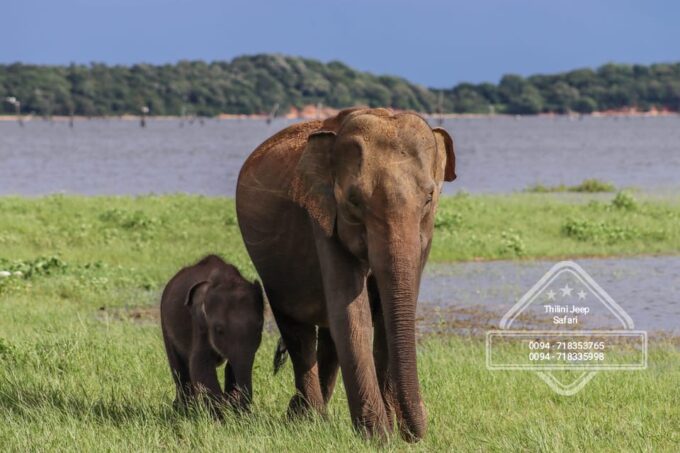 Minneriya National Park Elephant Safari by 4×4 Jeep - Safari Duration and Group Size