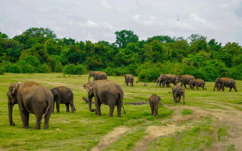 Minneriya: National Park Elephant Safari with Hotel Pickup - FAQ