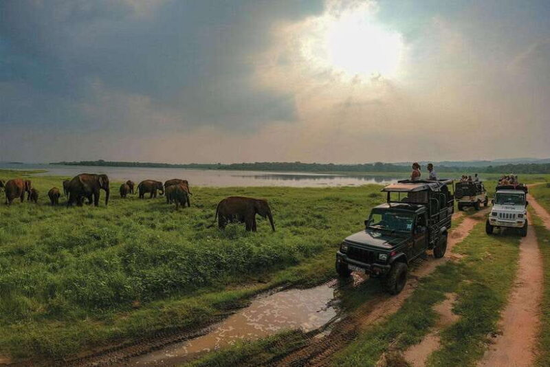 Minneriya: National Park Elephant Safari with Hotel Pickup - Key Points
