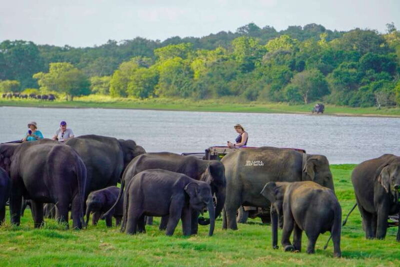 Minneriya: National Park Elephant Safari with Hotel Pickup - An In-Depth Look at the Minneriya Elephant Safari