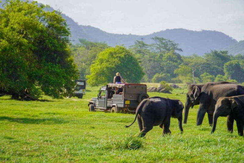 Minneriya: National Park Elephant Safari with Hotel Pickup - The Sum Up: Who Should Consider This Tour?