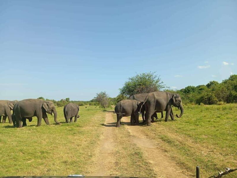 Minneriya National Park: Half-Day Safari Morning or Evening - Key Points