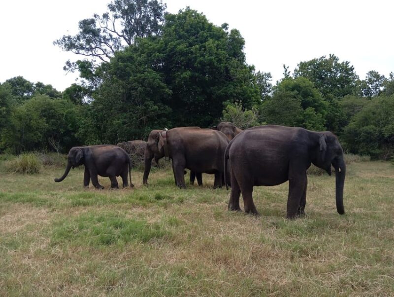Minneriya: National Park Jeep Safari From Sigiriya/Dambulla - Diverse Habitats and Ecosystems