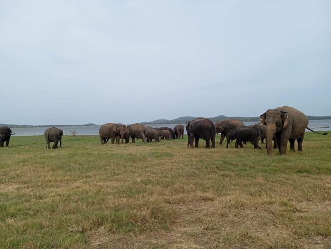 Minneriya: National Park Jeep Safari From Sigiriya/Dambulla - Insights From Experienced Guides