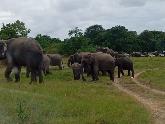 Minneriya: National Park Jeep Safari From Sigiriya/Dambulla - What to Bring and Wear