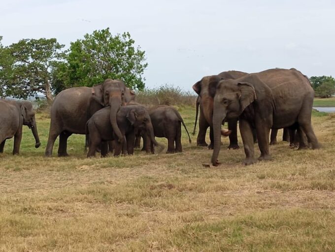 Minneriya: National Park Jeep Safari From Sigiriya/Dambulla - Additional Tour Information