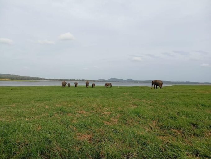 Minneriya: National Park Jeep Safari From Sigiriya/Dambulla - Frequently Asked Questions