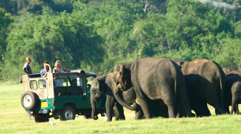 Minneriya National Park Private Jeep Elephant's Safari - Pricing and Reservation