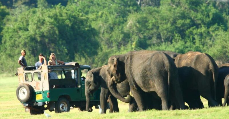Minneriya National Park Private Jeep Elephant's Safari - Safari Experience