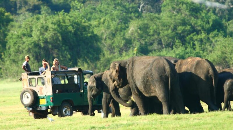Minneriya National Park Private Jeep Elephant's Safari - Wildlife Viewing