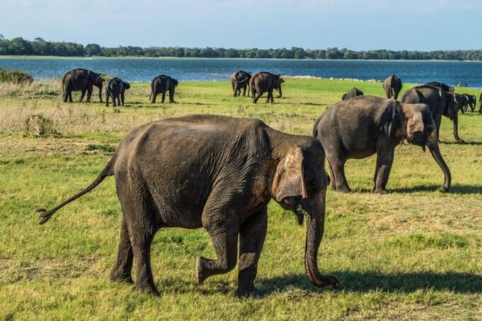 Minneriya National Park Private Jeep Elephant's Safari - Included in Tour