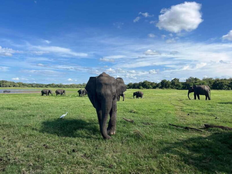 Minneriya National Park Private Jeep Safari Sri Lanka - An Honest Look at the Safari Experience