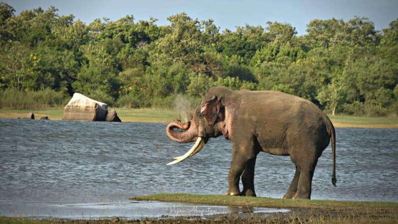 Minneriya National Park Private Jeep Safari Sri Lanka - Why This Tour Offers Excellent Value