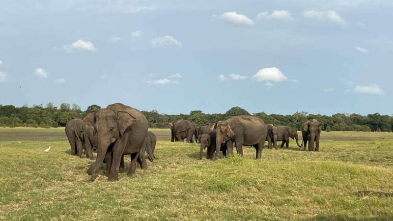 Minneriya National Park Private Jeep Safari Sri Lanka - Who Should Consider This Safari?