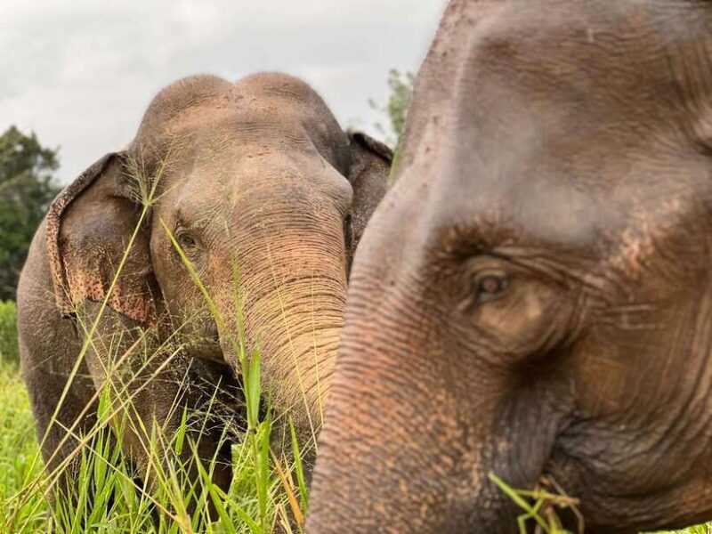 Minneriya National Park Private Jeep Safari Sri Lanka - Final Thoughts