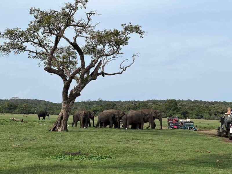 Minneriya National Park Private Jeep Safari Sri Lanka - FAQ