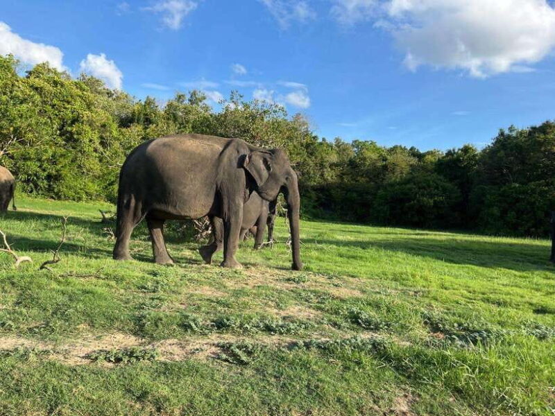 Minneriya National Park : Private Safari - Key Points