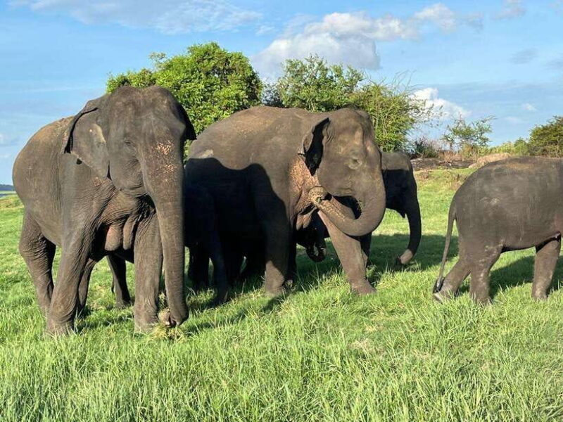 Minneriya National Park : Private Safari - An In-Depth Look at the Minneriya Safari Experience