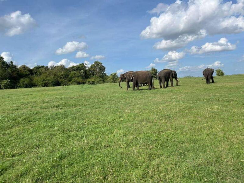 Minneriya National Park : Private Safari - The Sum Up: The Bottom Line
