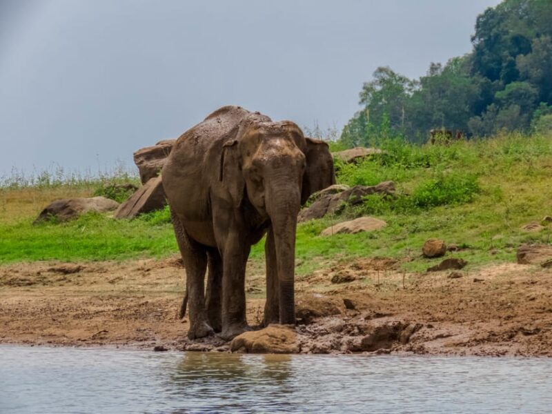 Minneriya National Park Private Safari From Dambulla - Good To Know