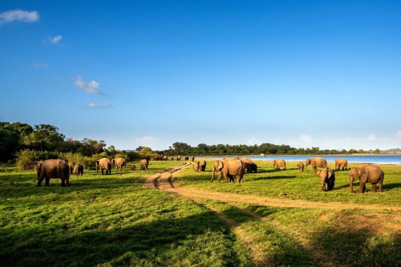 Minneriya National Park Private Safari From Dambulla - Booking Information
