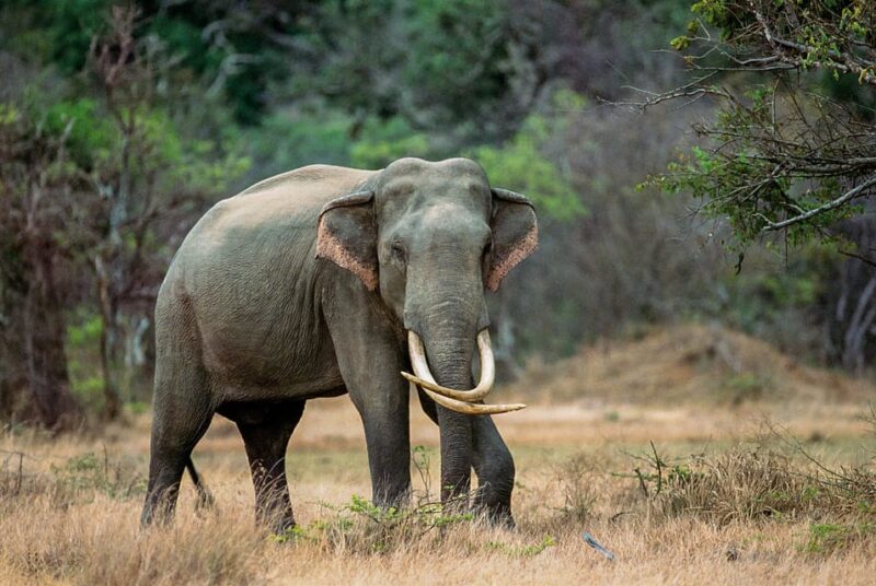Minneriya National Park Private Safari From Dambulla - Jeep and Driver
