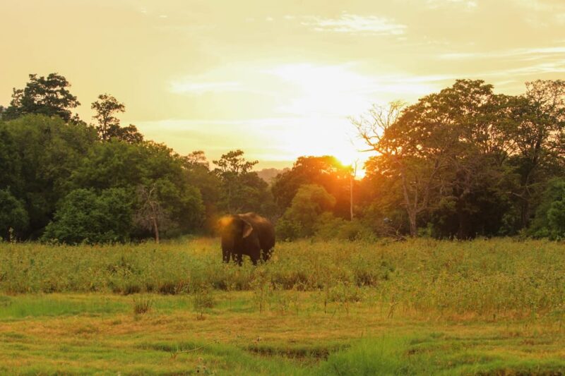 Minneriya National Park Private Safari From Dambulla - Pickup and Drop-off