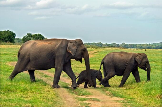 Minneriya National Park Private Safari From Dambulla - Entrance Tickets