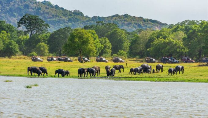 Minneriya National Park Private Safari From Dambulla - Important Considerations