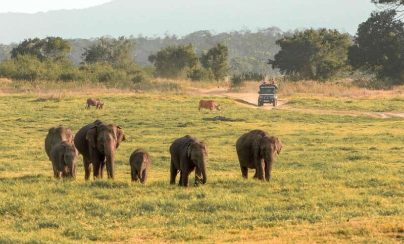Minneriya National Park Private Safari from Kandy - Key Points