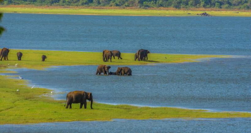 Minneriya National Park Private Safari from Kandy - Breaking Down the Itinerary